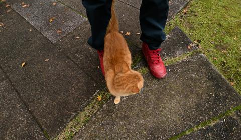 石畳に立っている人の足の間を猫が通っている写真