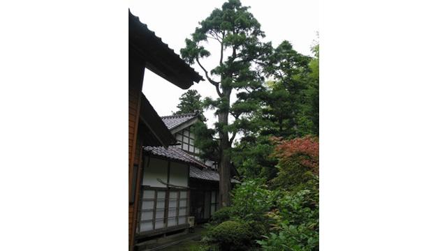 和風の建物の裏手に、緑の葉をつけた背の高いスイリュウヒバの木が生えている写真