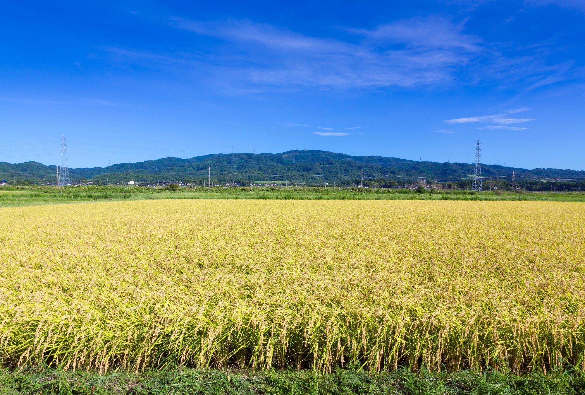 宝達山と田んぼ