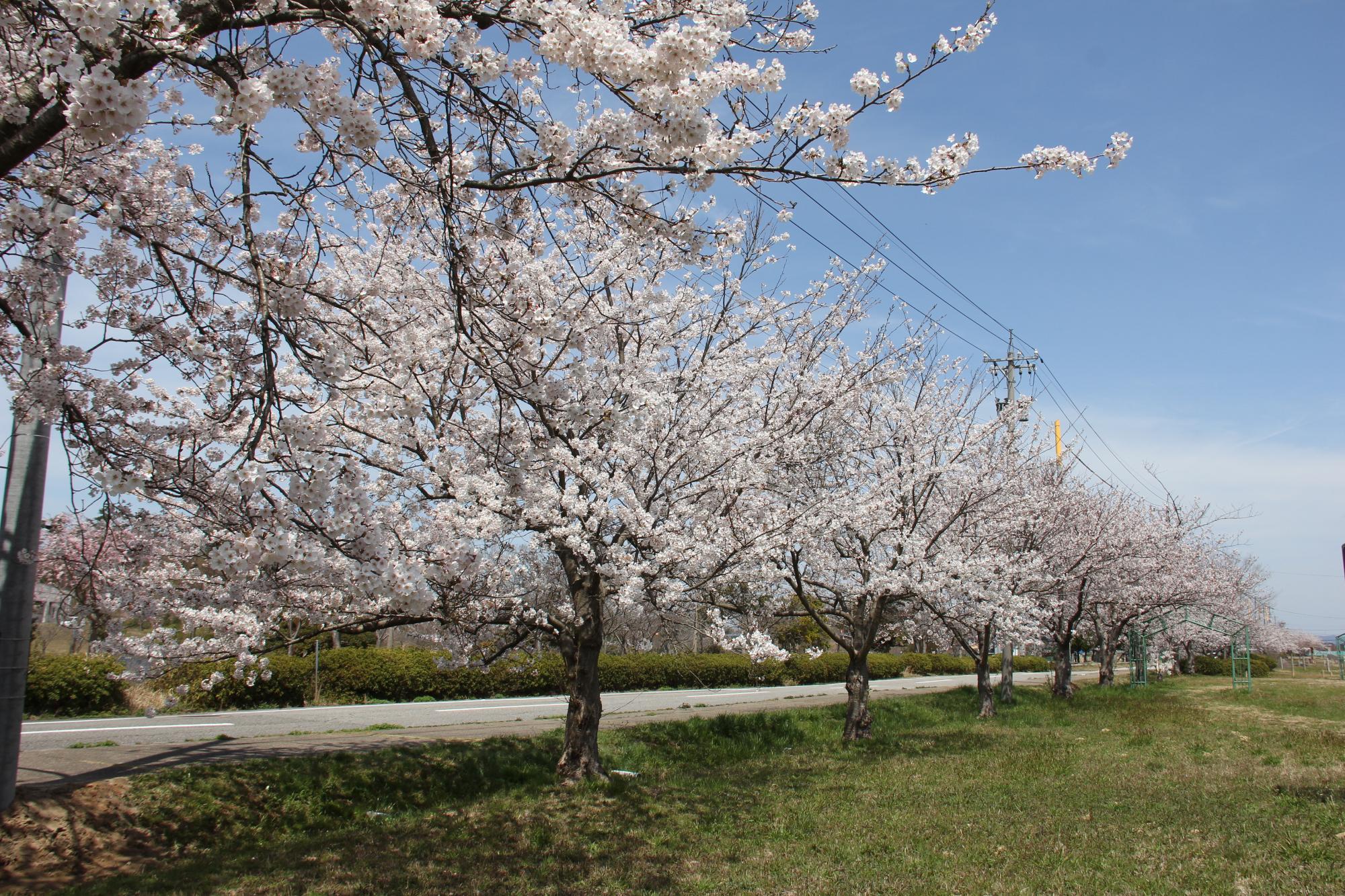 白虎山公園