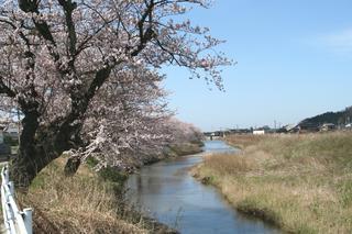 川沿いに桜が咲いている写真