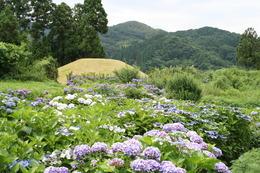 緑の山と木々を背景に、紫色のアジサイが咲き誇っている写真