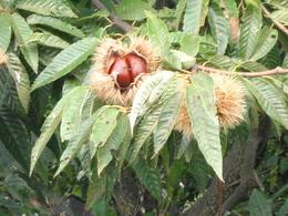 木に生った栗の殻が一部剥けて、中の茶色い実が見えている写真