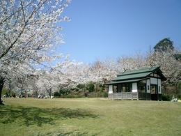 満開の桜を背にした広場に、小さな和風の建物が建っている写真